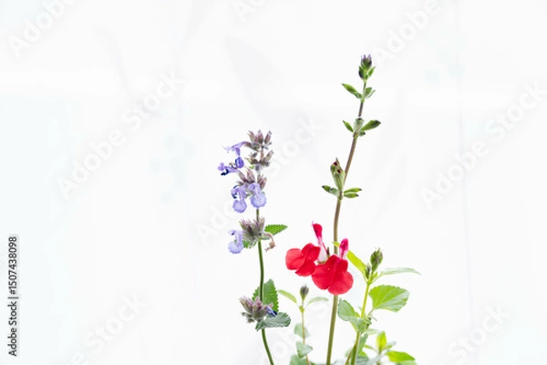 Fototapeta チェリーセージとキャットミント