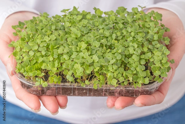 Obraz Hands holding a full tray of dense basil microgreens