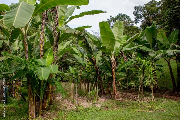 Obraz Agroforestry system in Brazil syntropic agriculture