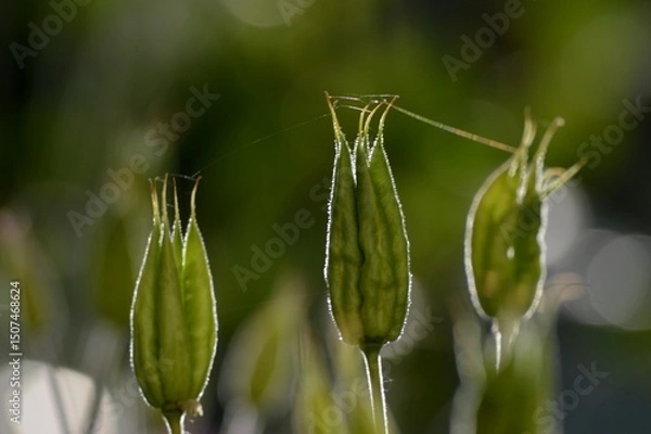 Fototapeta a plant and a spider's web on it