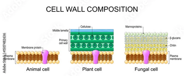 Fototapeta Cell wall composition. Comparison structure and anatomy of cell wall