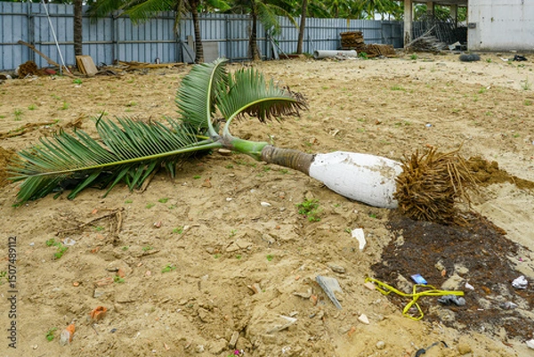 Fototapeta Uprooted palm tree on a sandy construction site with debris, roots exposed and fencing in background