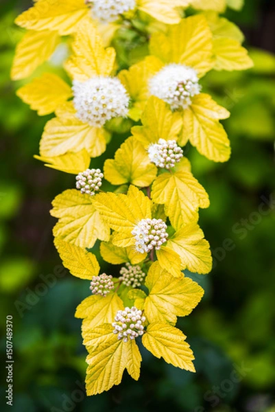 Obraz Physocarpus opulifolius, deciduous shrub with lobed leaves and small white flowers clustered in rounded corymbs