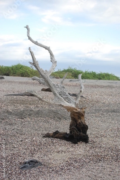 Obraz driftwood on beach