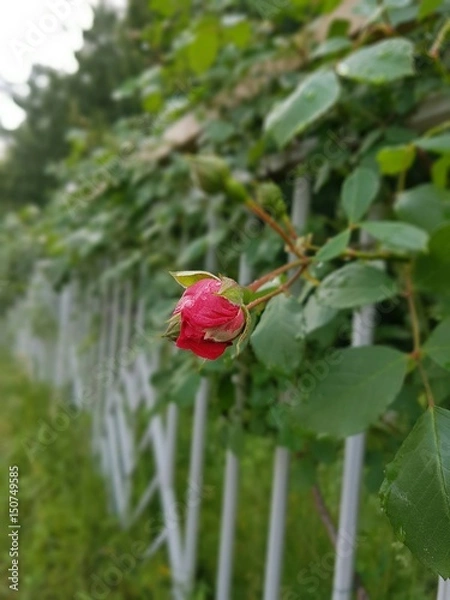 Fototapeta 초록잎속에 피고있는 장미한송이