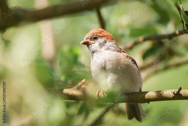 Fototapeta closeup of a House sparrow standing on a tree..