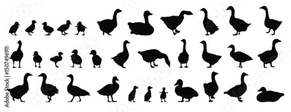 Obraz goose and gosling silhouette set. goose and gosling isolated farm animal silhouette icon vector collection