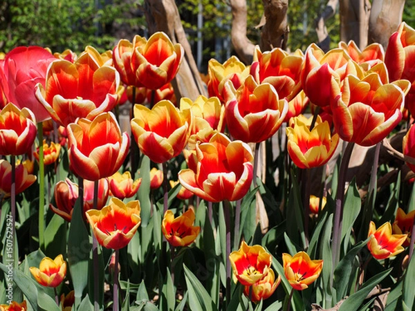 Obraz Close-up of red and yellow tulips (Tulipa)