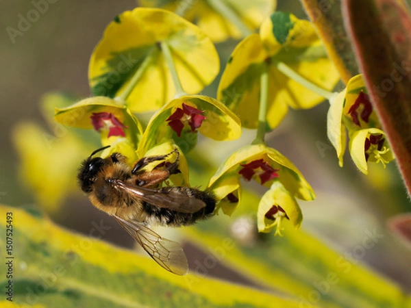 Obraz Macro of Ashy mining bee (Andrena cineraria) foraging flowers of euphorbia