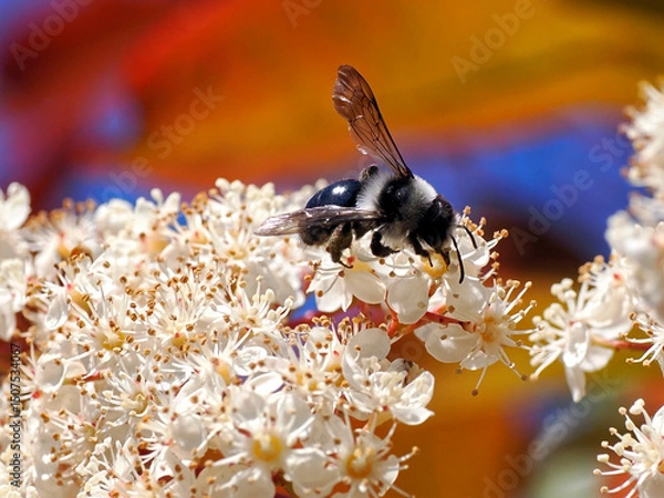 Obraz Macro of Ashy mining bee (Andrena cineraria) foraging flowers of photinia
