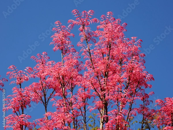 Obraz Cedrela sinensis or Toona sinensis with its red leaves on blue background