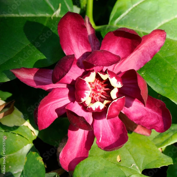 Obraz Closeup of red spicebush (Calycanthus floridus) with clearly visible stamens and among leaves