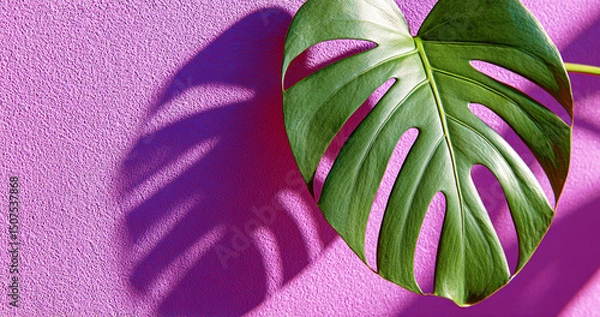 Fototapeta Shadow from tropical monstera leaf. Exotic vegetation in front of purple wall, copy space.