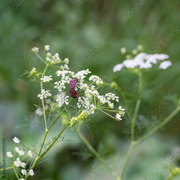 Fototapeta Mating bugs of the Italian bugs (Graphosoma italicum) on the plant Umbelliferae (Umbelliferae), or Celery (Apiaceae), square photo.