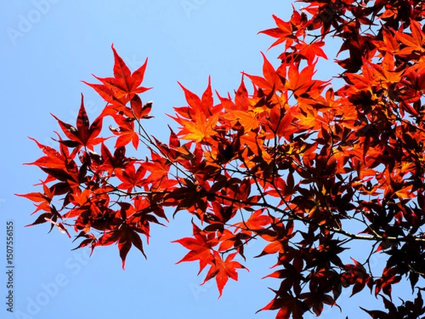 Obraz Closeup of red leaves Japanese maple on blue sky background
