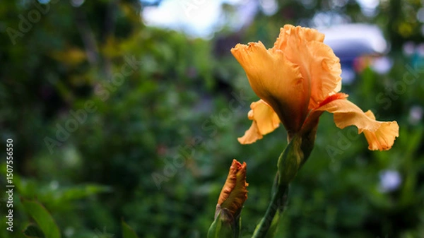 Fototapeta flowers iris varietal special in the garden in spring close-up