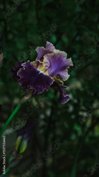 Fototapeta flowers iris varietal special in the garden in spring close-up
