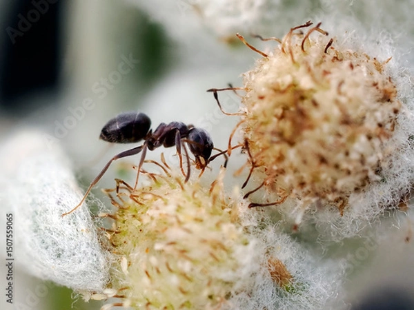 Obraz Macro of ant on an edelweiss flower and devouring prey 