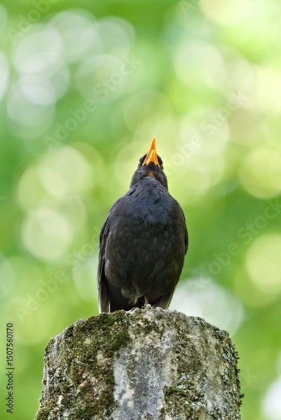 Obraz Eurasian blackbird aka The common blackbird or Turdus merula close-up portrait. Singing with open beak. Funny animal photo. Copy space.