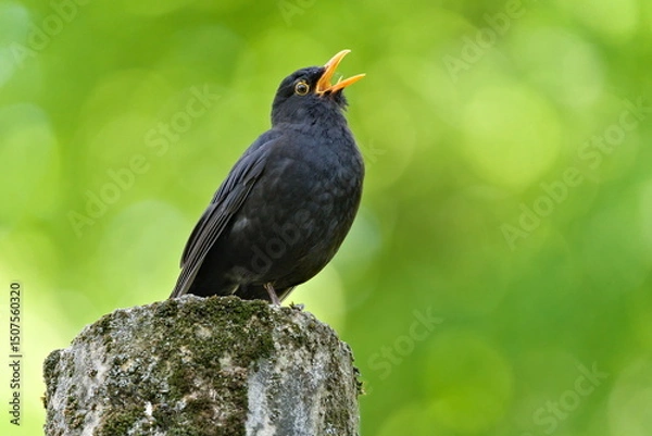 Obraz Eurasian blackbird aka The common blackbird or Turdus merula close-up portrait. Singing with open beak. Funny animal photo. Copy space.