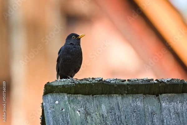 Obraz Turdus merula aka Eurasian or Common blackbird male close-up portrait. Common bird in Czech republic. Isolated on blurred background.