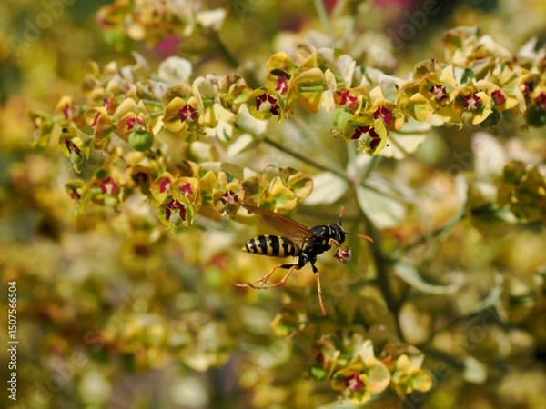Obraz Macro of wasp (Polistes gallicus) seen from profile in flight among euphorbe flowers