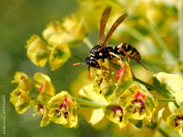 Fototapeta Macro of wasp (Polistes gallicus) seen from profile on euphorbe flower