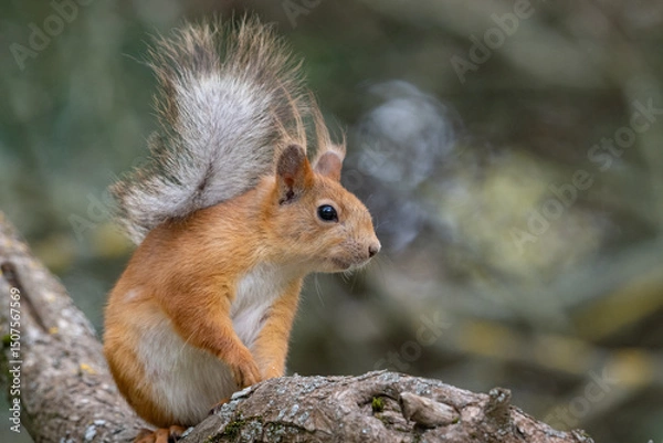 Fototapeta Wild red squirrel (Sciurus vulgaris) sits on a branch against a beautiful natural background