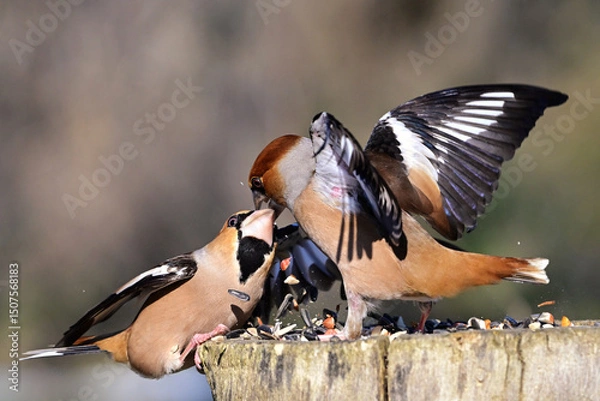 Fototapeta Fight Between Hawfinches (Coccothraustes coccothraustes) at a Bird Feeder in the Forest