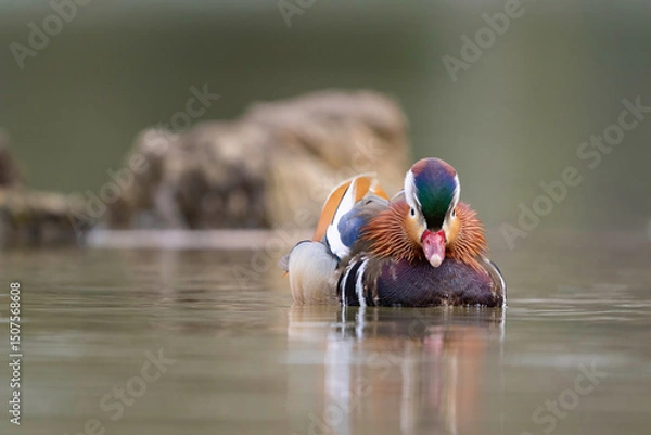 Fototapeta Mandarin Duck (Aix galericulata) Swimming on Tranquil Lake. Close-up