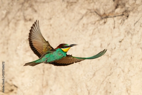 Fototapeta European bee-eater Merops Apiaster in the wild