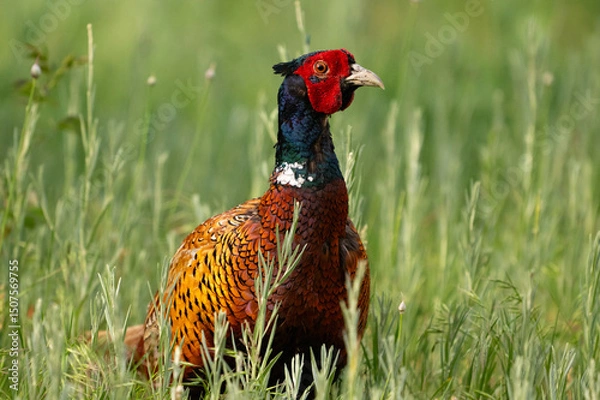 Fototapeta Common Pheasant in the Wild on a Beautiful Background. Close up