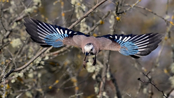 Fototapeta Eurasian Jay Garrulus glandarius in Flight Through the Forest