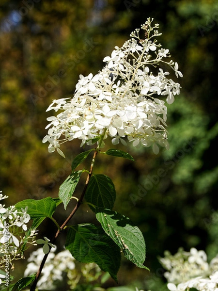 Obraz Viburnum plicatum is a species of flowering plant in the family Adoxaceae (formerly Caprifoliaceae), native to mainland China, Korea, Japan, and Taiwan 