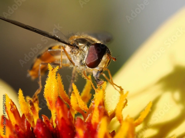 Obraz Macro of Hoverfly feeding the stamens of a yellow dahlia.We can clearly see the facets of an insect's eye 