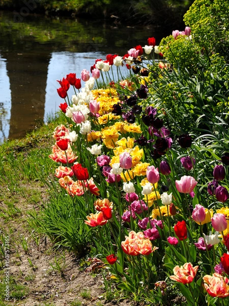 Obraz Close-up multicolor tulips (tulipa) near pond