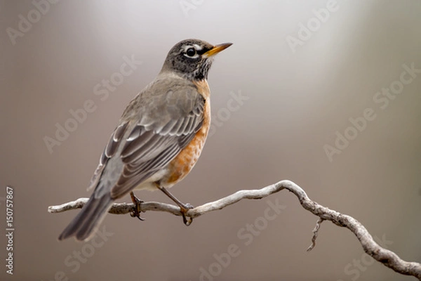 Fototapeta American Robin