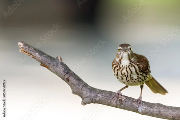 Fototapeta Brown Thrasher