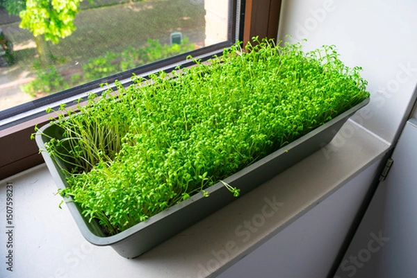 Obraz Seedling tray full of garden cress on a windowsill