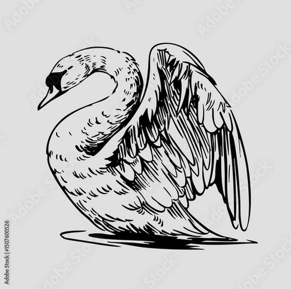 Fototapeta Swan, vector sketch illustrations, hand drawn, monochrome