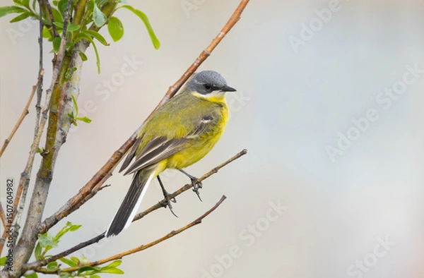 Fototapeta Western Yellow Wagtail bird close-up on a spring branch