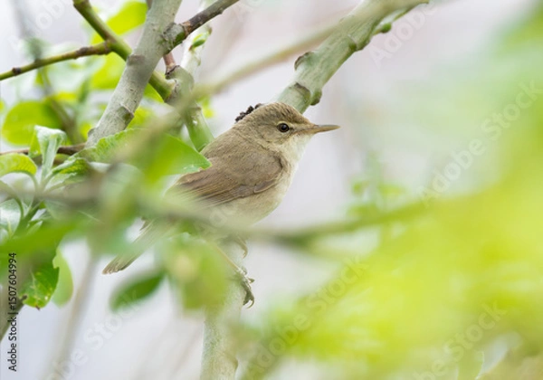 Fototapeta The bird Whitethroat sings a song on a branch of a spring tree