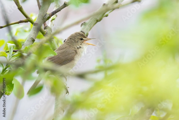 Fototapeta The bird Whitethroat sings a song on a branch of a spring tree