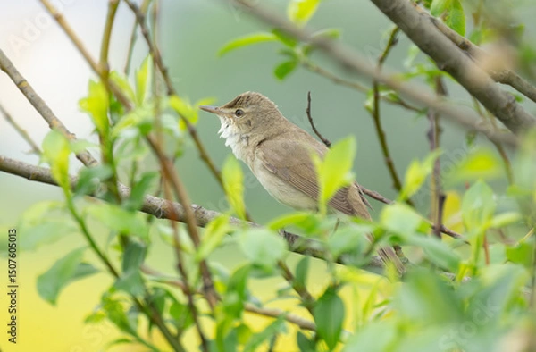 Fototapeta The bird Whitethroat sings a song on a branch of a spring tree