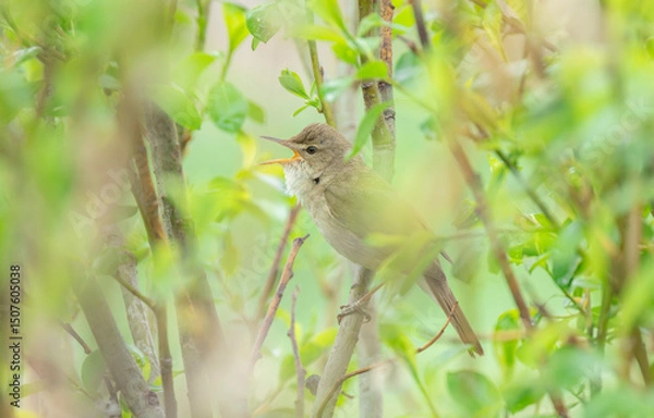 Fototapeta The bird Whitethroat sings a song on a branch of a spring tree