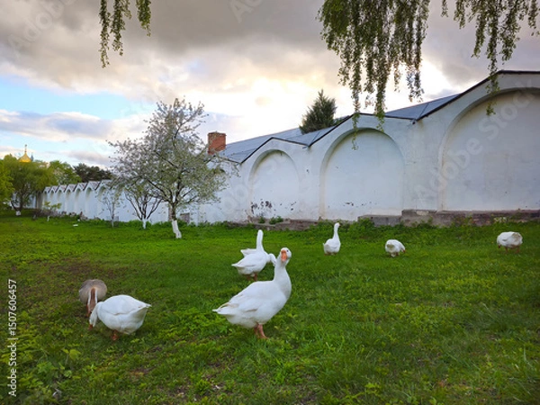 Obraz Rustic spring landscape. Geese graze