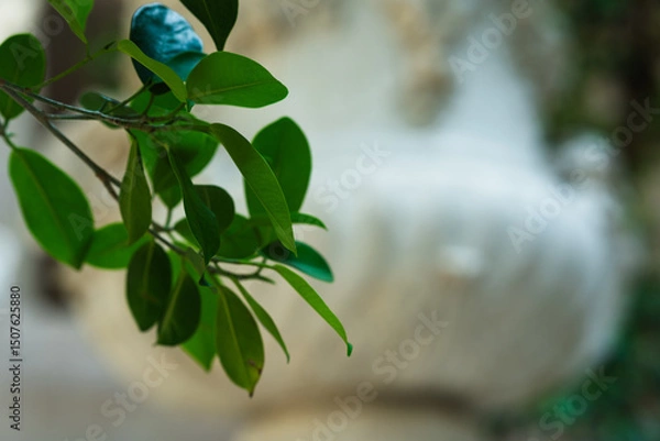 Obraz Green leaves on branch with blurred foreground. For nature, plant, or garden themes, with focus on green leaves and soft background.