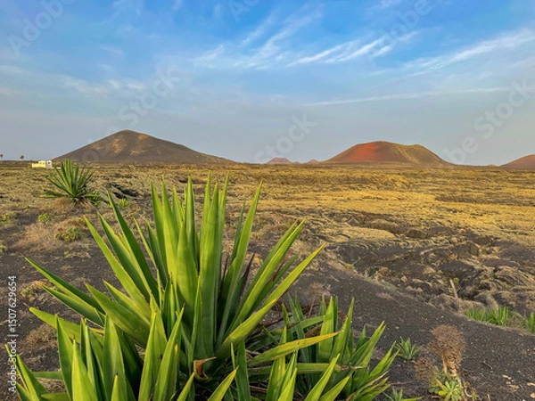Fototapeta CLOSE UP: Hardy agaves with spiky leaves grow in wild environment, with volcanic mountains rising in the background. Dry and picturesque landscape reflects unique ecosystem of the island of Lanzarote.