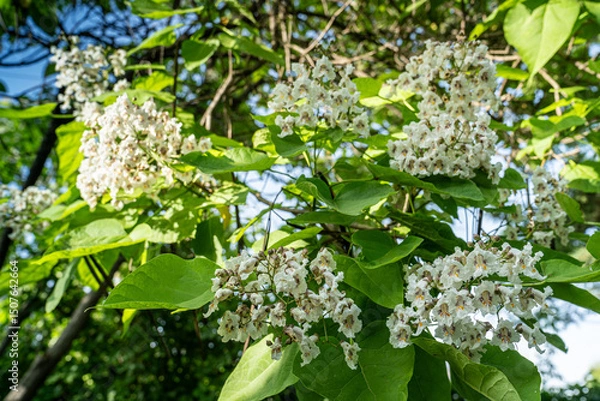 Obraz Catalpa (Katalpa) tree. The flowers are white or cream colored. One of the most common species is the Southern Catalpa bignonioides or the Chinese Catalpa ovata.