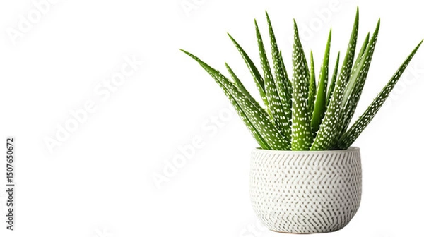 Fototapeta A set of aloe vera plant in a sleek, modern pot, isolated on a white background for minimalist style isolated on a transparent background